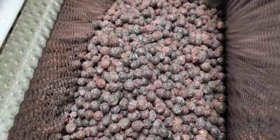 IQF Bilberry A class packing 20 bag price 3,2€