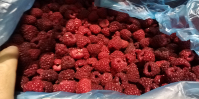 Quality raspberry from Serbia.