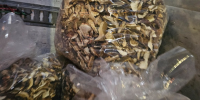 I sell dried boletus and dried boletus head. Posable
