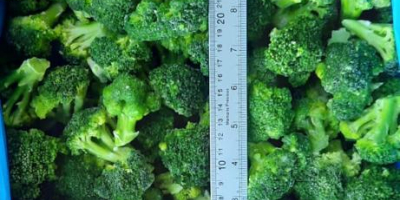 IQF gefrorener Brokkoli von guter Qualität mit guten Preisen,