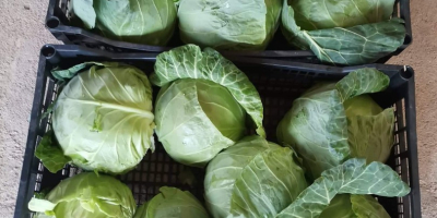 I am selling young cabbage, with the same taste