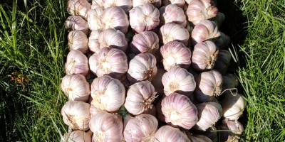 Hello. I have Harnaś garlic for sale. Braids 20