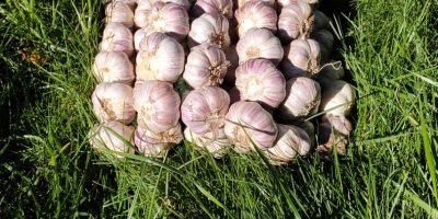 Hello. I have Harnaś garlic for sale. Braids 20