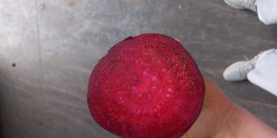 Red beetroot 9cm plus thick caliber full truckload quantities