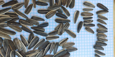 Sunflower seeds We are supplier of quality sunflower seeds