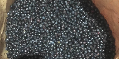 I will sell Polish frozen berries with a BIO-organic