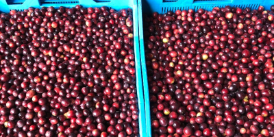 I will sell fresh cranberries from my own cultivation.
