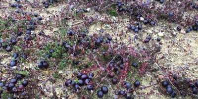 I will sell fresh cranberries from my own cultivation.