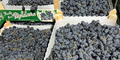Fresh grape Crop: 2023 Sort: Moldova Country of origin: