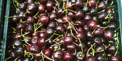 Cherries with stem. Lapins Jackson varieties.