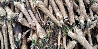 Hungarian horseradish for sale. Extra quality, washed when necessary.
