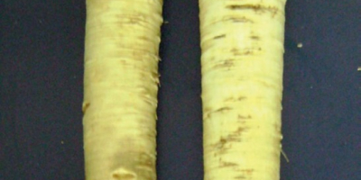 Hungarian horseradish for sale. Extra quality, washed when necessary.