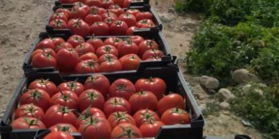 Frische Tomaten/Tomaten werden von Spanien nach Europa exportiert und