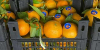 Navel-Orangen Valencia-Orangen Mandarinen Mandarinen Alle Größen/Sorten