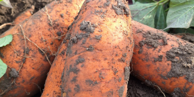 Hochwertige holländische, umweltverträgliche Süßkartoffeln mit dem Global-Gap-Zertifikat für den