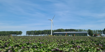 Висококачествени холандски устойчиви на планетата сладки картофи със сертификат