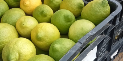 Произвођач сертификованих органских Финос лимуна, разних калибара се продају