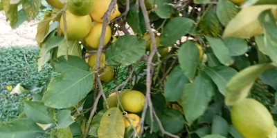 Producer of certified organic Finos lemons, various calibers are