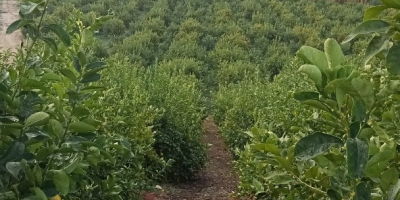 Произвођач сертификованих органских Финос лимуна, разних калибара се продају