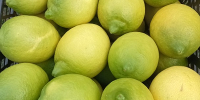 Producer of certified organic Finos lemons, various calibers are