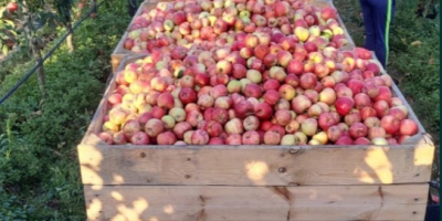 Vindem fierte soiuri de mere pentru industrie, compoturi și