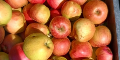 Vindem fierte soiuri de mere pentru industrie, compoturi și
