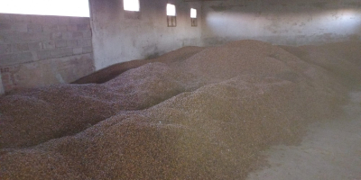 I can offer approx. 10,000 kg of almond grains,