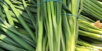 We have fresh chives for sale. Possibility to adapt
