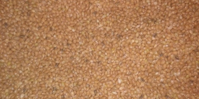 I will sell millet for PLN 2 per kg