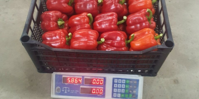 I will sell red, yellow and green peppers, imported