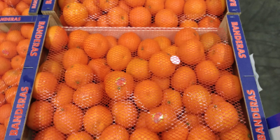 Vand 24 de paleti de mandarine, varietate - Clemenules.
