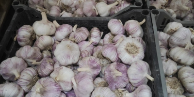 Garlic for sale, imported from Uzbekistan. Class I, unique