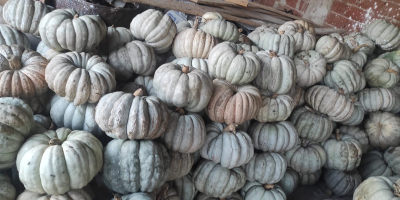 Locally grown pumpkins. They are well treated and ready