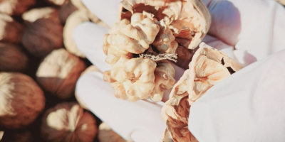 Attualmente vendiamo 70 tonnellate di noci Fernor in guscio
