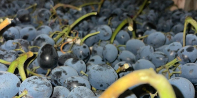Offriamo uva nera di alta qualità in vendita, esportazione