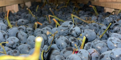 Offriamo uva nera di alta qualità in vendita, esportazione