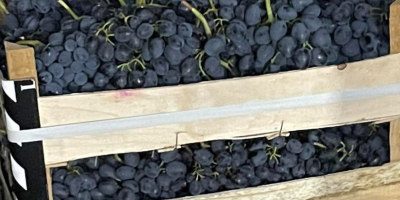 Kiváló minőségű fekete szőlőt kínálunk eladásra Exportot és szállítást