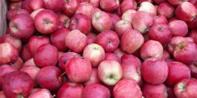 Успоставићемо сарадњу са примаоцем сорти јабука Гала Ројал, Ред