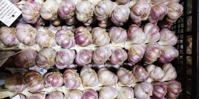 Harnaś Polish Garlic from cold storage Caliber from 4.5