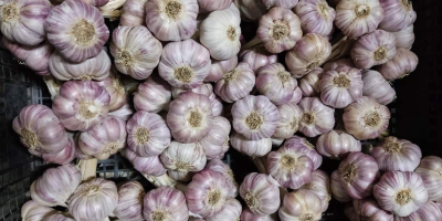 Harnaś Polish Garlic from cold storage Caliber from 4.5