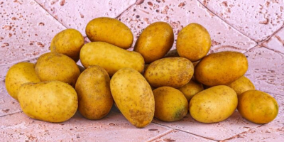 We have 125 tons german yellow potatoes in stock,