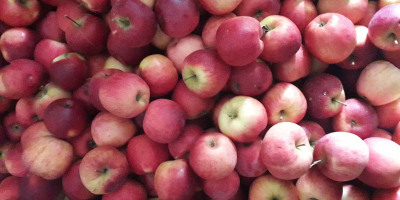 Vând mere pentru consum la preț de producător. Soiurile