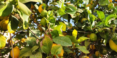 Fine lemon from the Huerta de Murcia, traditional cultivation.
