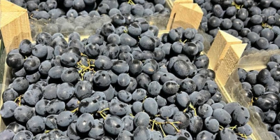 Deliziati con il gusto ricco dell&#39;uva Moldova, ora disponibile