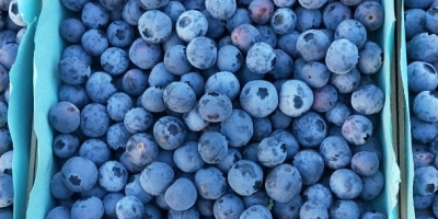 Blueberries for sale, pallet quantities, loading directly in Spain.