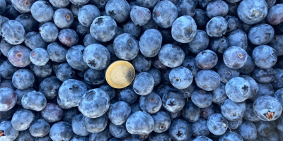 Blueberries for sale, pallet quantities, loading directly in Spain.