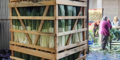 I am selling leeks exactly as in the picture.