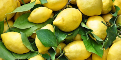 Frisches, hochwertiges Obst und Gemüse aus Italien. Zitrone –