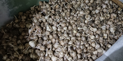 Polish garlic grown in your own garden, without fertilizers