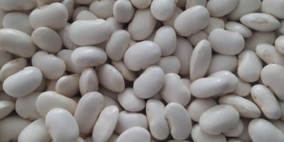Buongiorno, vendo fagioli bianchi nani 100-120/100 g in Polonia